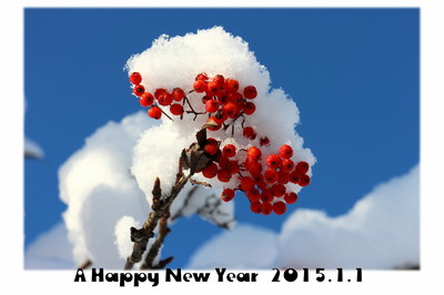 年賀状2015.jpg